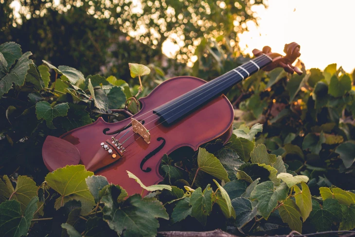 Scène extérieure naturelle avec violon acoustique posé sur végétation dense de lierre ou vigne vierge